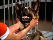 ''The Bionic Dog'' I