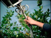 ''Welcome Home, Jaime'' II