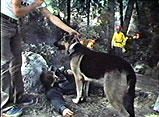 Take from ''The Bionic Dog'' II 
Animal handler places Bracken in the scene. 
Lindsay Wagner (on ground)